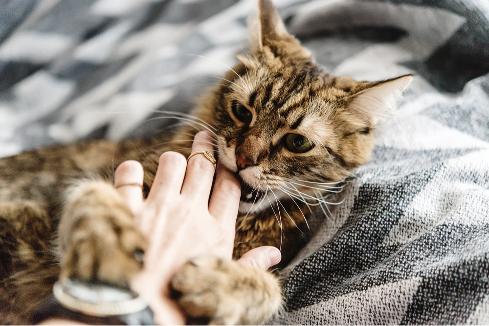 beautiful cute cat playing with woman hand and biting