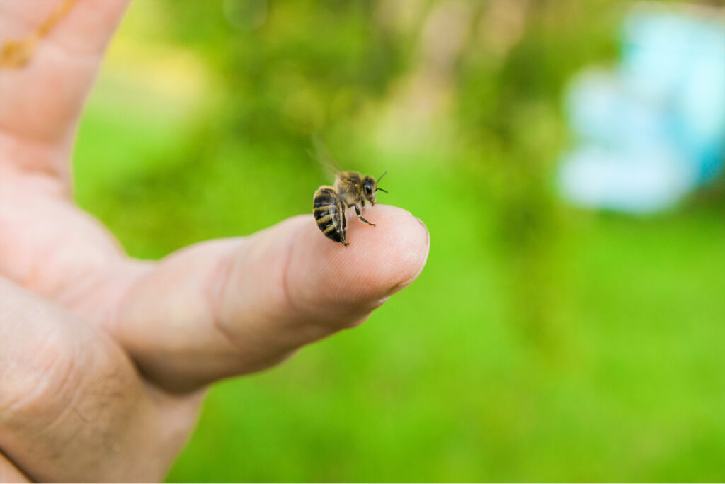 Bee stinging in the human finger of the hand